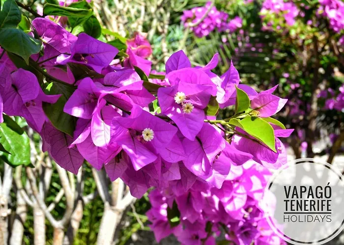 Deluxe With Private Pool El Duque By Vapago Tenerife فيلة